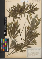 Foto von Salix purpurea L.